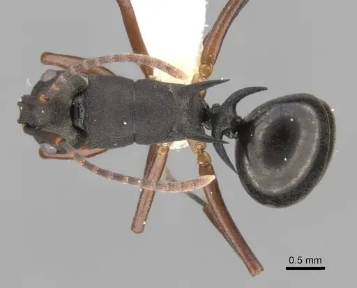 Polyrhachis moesta - CASENT0906768