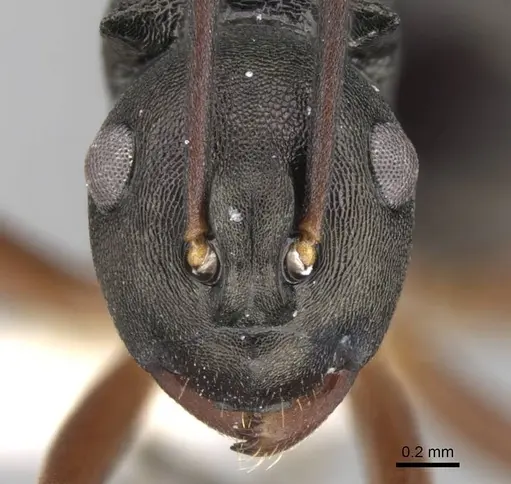 Polyrhachis moesta - CASENT0906768