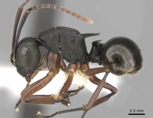 Polyrhachis moesta - CASENT0906768