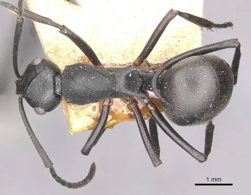 Polyrhachis moesta - CASENT0910894