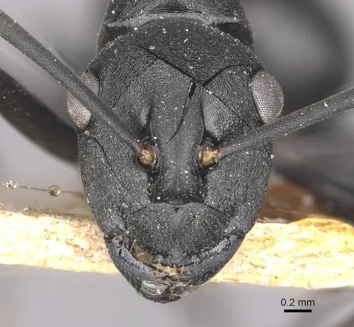 Polyrhachis moesta - CASENT0910894