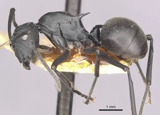 Polyrhachis moesta - CASENT0910894