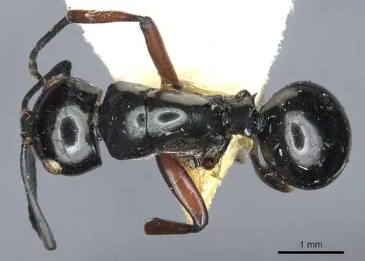 Polyrhachis mondoi specimen