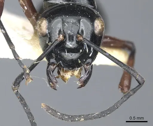 Polyrhachis mondoi specimen