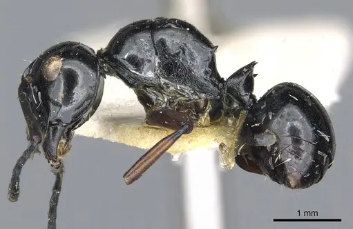 Polyrhachis mondoi specimen