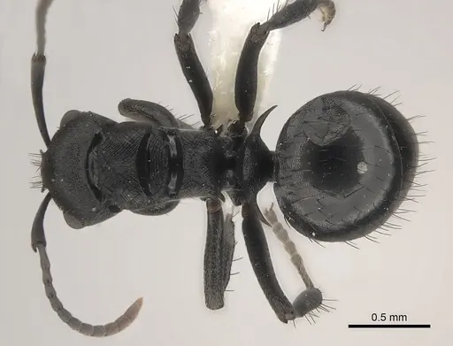 Polyrhachis monista specimen