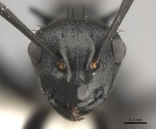 Polyrhachis monista specimen