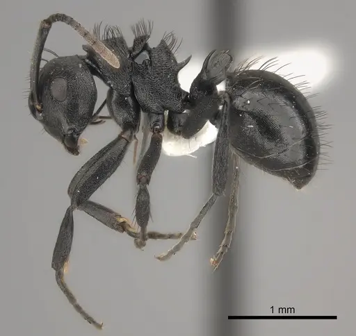 Polyrhachis monista specimen