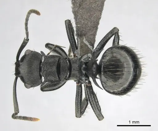 Polyrhachis monista - CASENT0815028