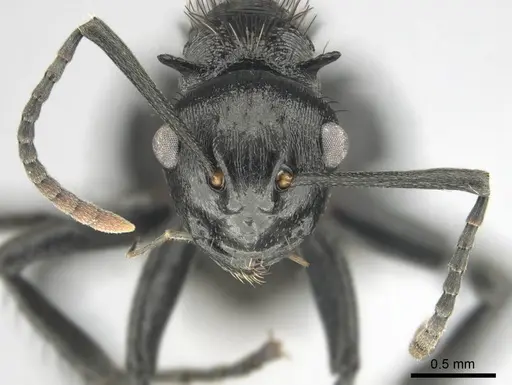 Polyrhachis monista - CASENT0815028