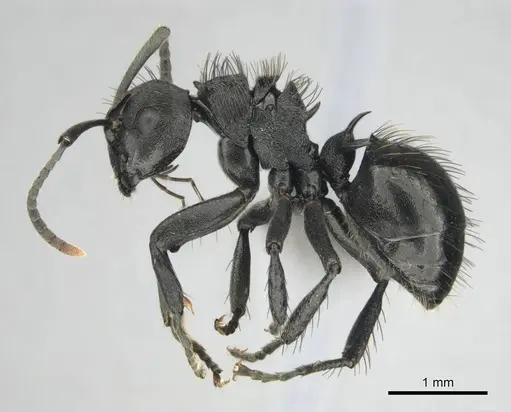 Polyrhachis monista - CASENT0815028