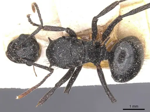 Polyrhachis monista - CASENT0912130