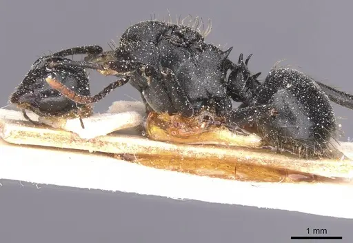 Polyrhachis monista - CASENT0912130