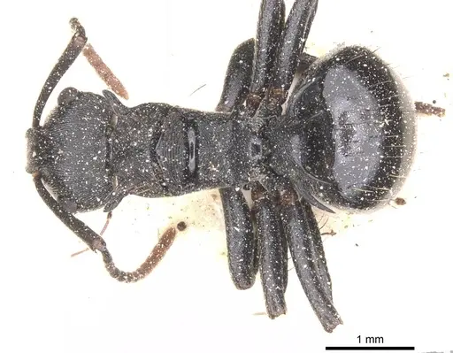 Polyrhachis monista - CASENT0912131
