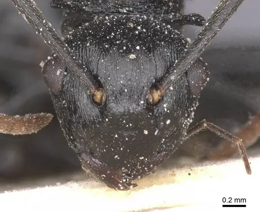 Polyrhachis monista - CASENT0912131