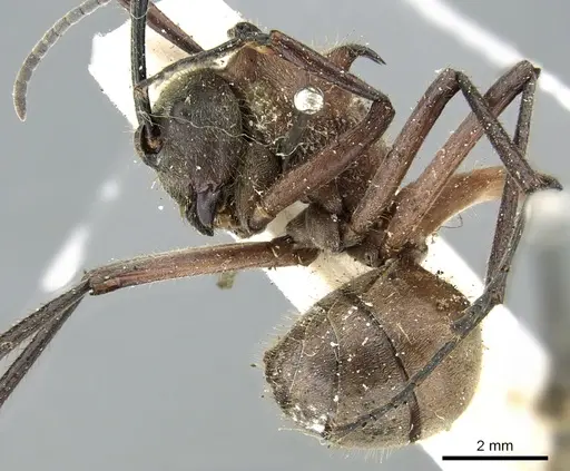 Polyrhachis montana specimen