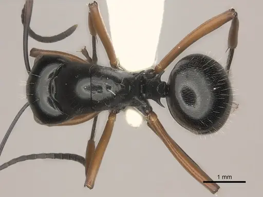 Polyrhachis monteithi specimen