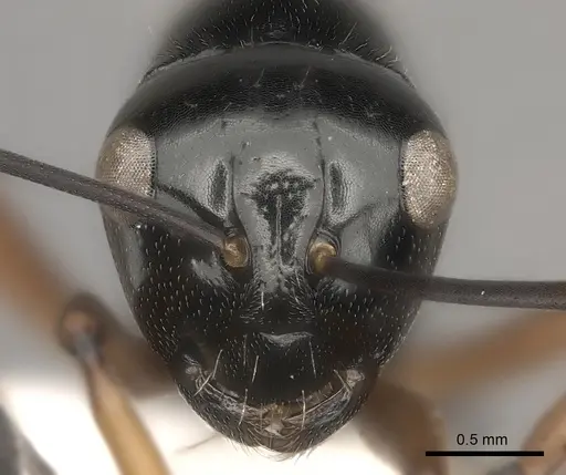 Polyrhachis monteithi specimen