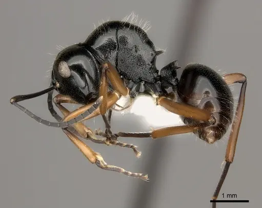 Polyrhachis monteithi specimen