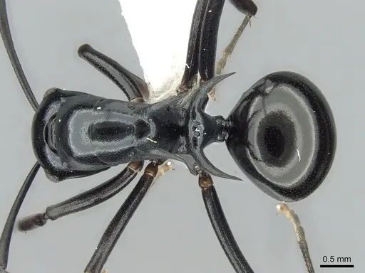Polyrhachis mucronata specimen