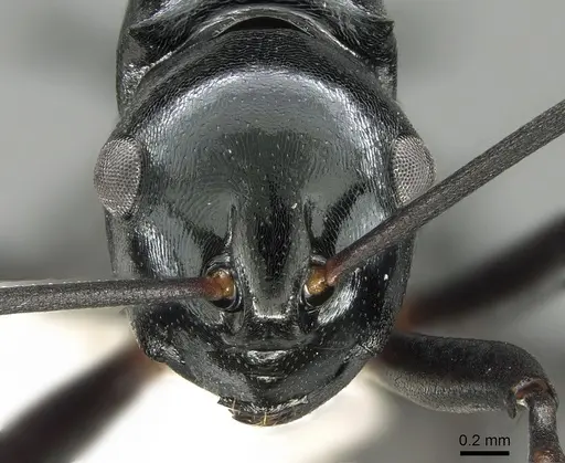 Polyrhachis mucronata specimen