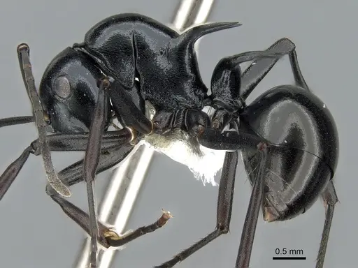 Polyrhachis mucronata specimen