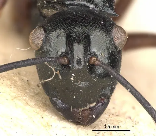 Polyrhachis mucronata - CASENT0901806