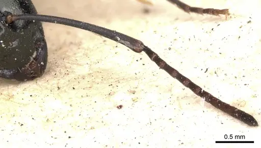 Polyrhachis mucronata - CASENT0901806