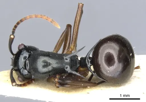 Polyrhachis mucronata - CASENT0903379