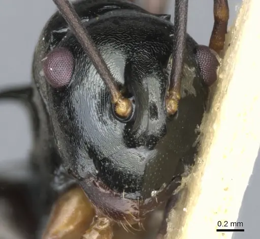 Polyrhachis mucronata - CASENT0903379