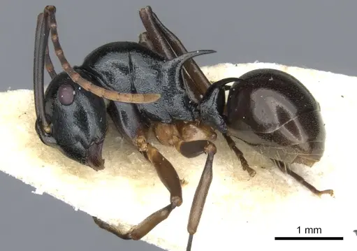 Polyrhachis mucronata - CASENT0903379