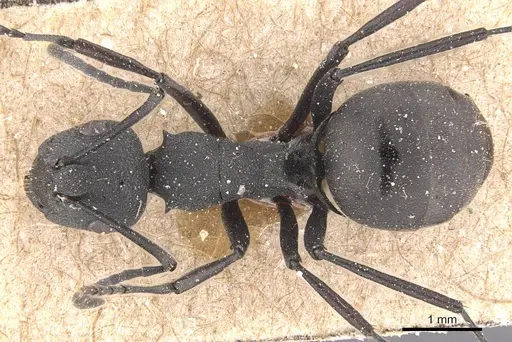 Polyrhachis mucronata - CASENT0905638