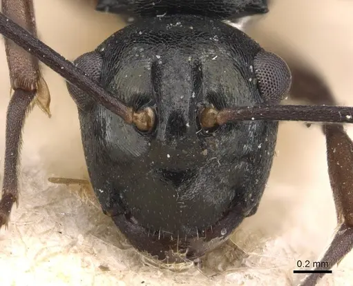 Polyrhachis mucronata - CASENT0905638