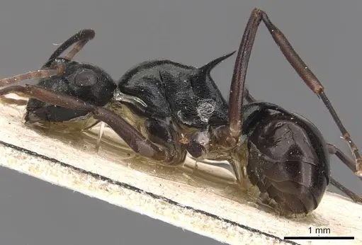 Polyrhachis mucronata - CASENT0905638
