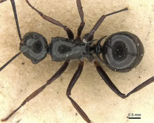 Polyrhachis mucronata - CASENT0906770