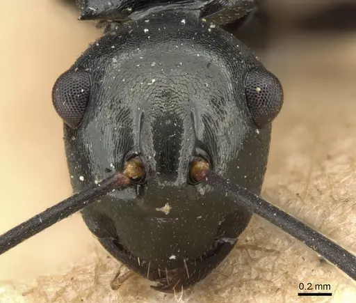 Polyrhachis mucronata - CASENT0906770