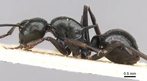 Polyrhachis mucronata - CASENT0906770