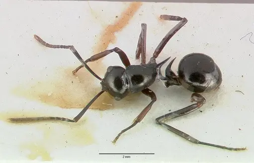 Polyrhachis mucronata - CASTYPE06934