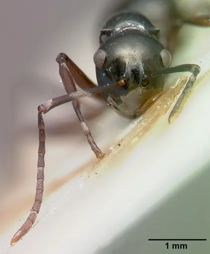 Polyrhachis mucronata - CASTYPE06934