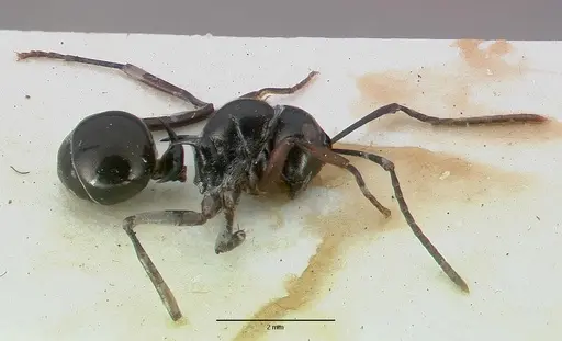 Polyrhachis mucronata - CASTYPE06934