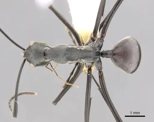 Polyrhachis muelleri specimen