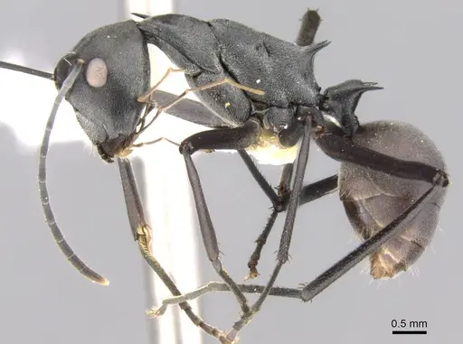 Polyrhachis muelleri specimen