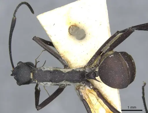 Polyrhachis muelleri - CASENT0910868