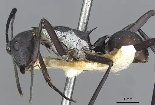 Polyrhachis muelleri - CASENT0910868