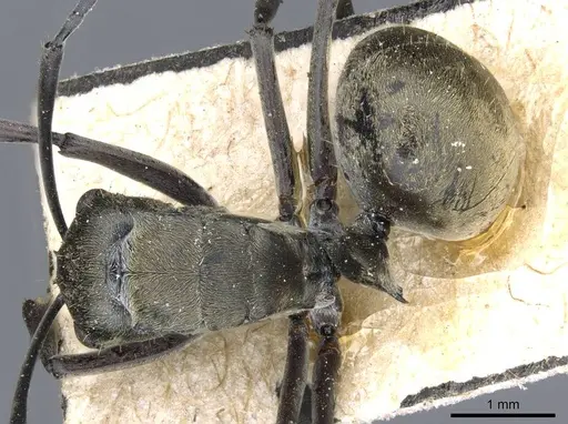 Polyrhachis murina specimen