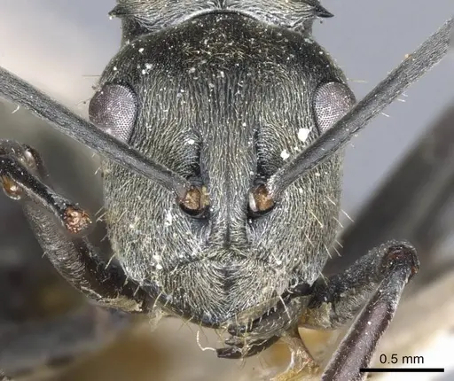 Polyrhachis murina specimen