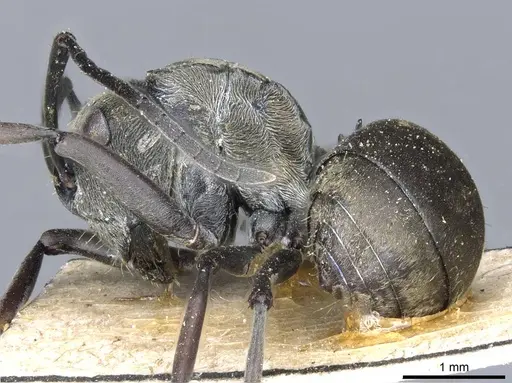 Polyrhachis murina specimen