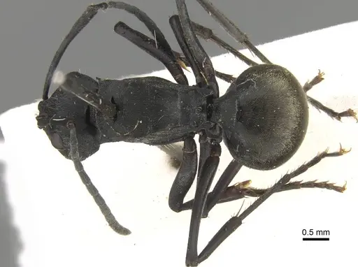 Polyrhachis murina - CASENT0906800