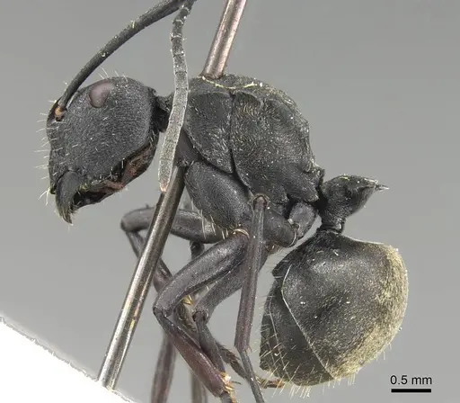 Polyrhachis murina - CASENT0906800