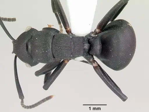 Polyrhachis neglecta specimen